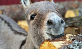 Vandring med mini hest og esel, Den Lille Store Gården
