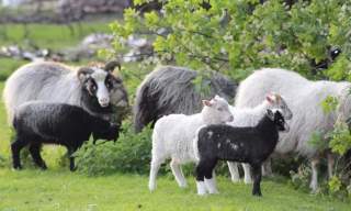 Påskelam aften på Skudeneset Gaard