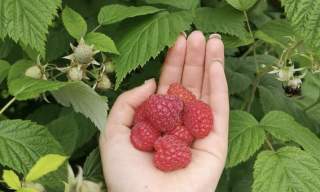 Vintlands Bringebær, Lyngdal