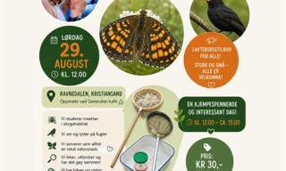 Insekstsafari