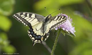 Insektene i Raet