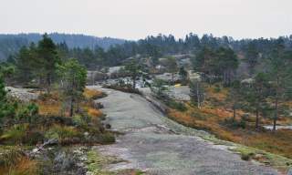 Tvitjennknappen på Toplandsheia