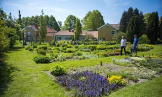 Ibsens urtehave