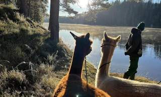 Alpakka- og geitevandring samt andre gårdsopplevelser på Fladmark gård