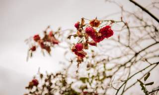 Høstvandring i botanisk hage