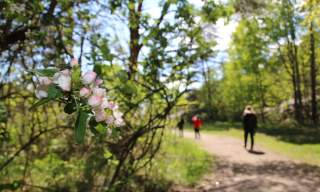 Turperler: Guttormsvauen – Kuvauen