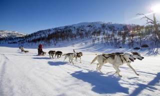 Hundeschlittentour in der Nähe von Hovden