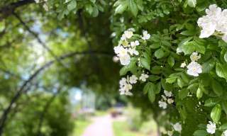 Sommervandring i botanisk hage