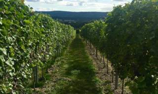 The Great Sussex Way's Wine Route: Upperton & Roebuck to Tinwood