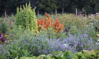 Rewild Your Vegetable Garden Workshop