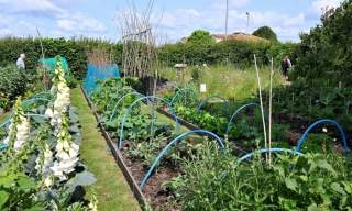 Selsey Open gardens