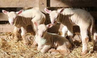 Coombes Farm