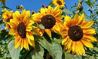 Bignor Sunflower Maze & Picking Patch