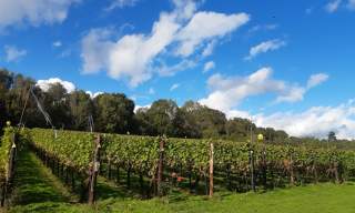 Wildwood Vineyard