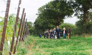 Kinsbrook Vineyard