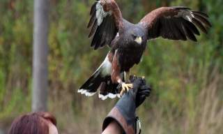 Huxley’s Bird of Prey