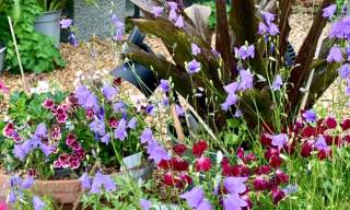 NEW The National Garden Scheme | 25 Parklands Road Chichester