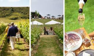 Wine in the Vines