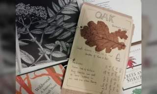 Tree Identification Guided Walk