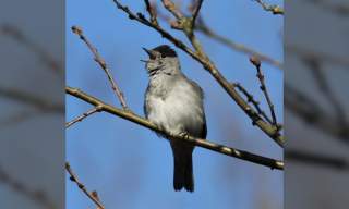 Birdsong Workshop & Walk