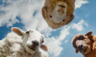 The Sheep Detectives