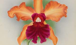 Danger and Desire - The Seductive Power of Orchids | RHS Garden Wisley