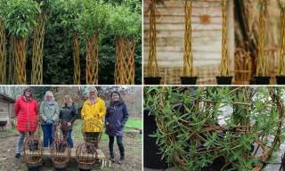 Living Willow Workshop | Hedges and Hurdles