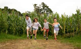 Cowdray's Maize Maze