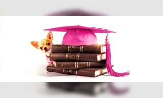 Legally Blonde The Musical