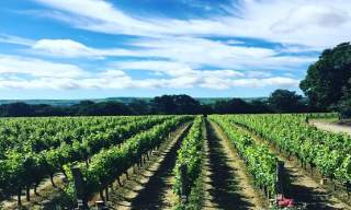 Ridgeview Wine Estate