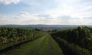 Upperton Vineyard
