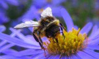 Pollinator Quest - May Half-Term Activities
