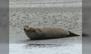 Seal Safari Boat Trip on Solar Heritage