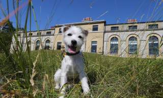 Goodwoof: All About the Dog!