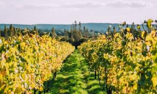 Nyetimber