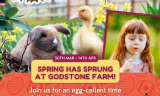 Spring has Sprung at Godstone Farm!