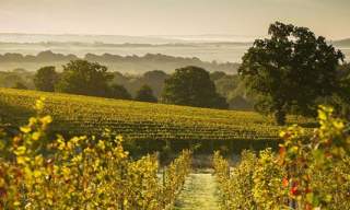 Blackdown Ridge Estate