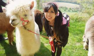 Dunreyth Alpacas