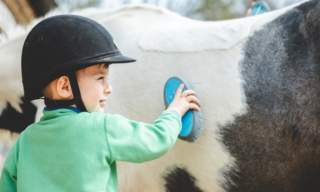 An Introduction to Horses