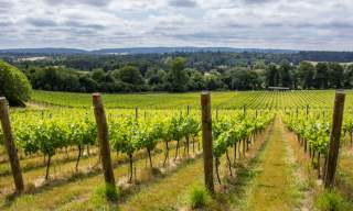 Albury Vineyard