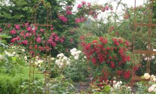 National Garden Scheme Open Days: Apuldram Roses