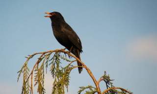 Dawn Chorus Walk