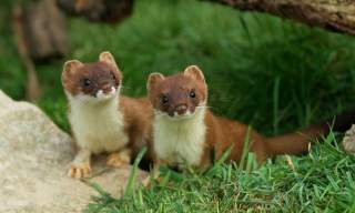 British Wildlife Centre