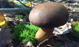 Summer Foraging Courses, Guildford.