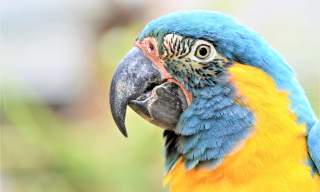 Parrot Play & Ball Challenge | Birdworld