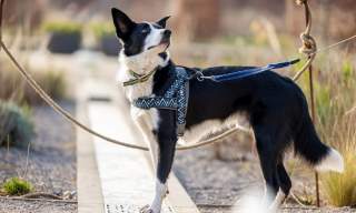 Walkies | RHS Garden Wisley