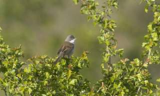 Guided Walk: Summer at Pagham
