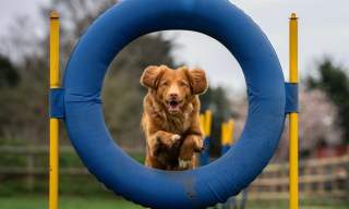 Noddy fest fun dog show and Fete