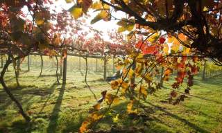 Highdown Vineyard