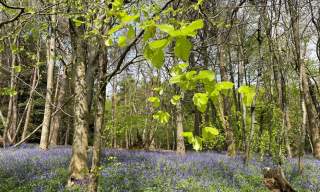 Chantry Wood